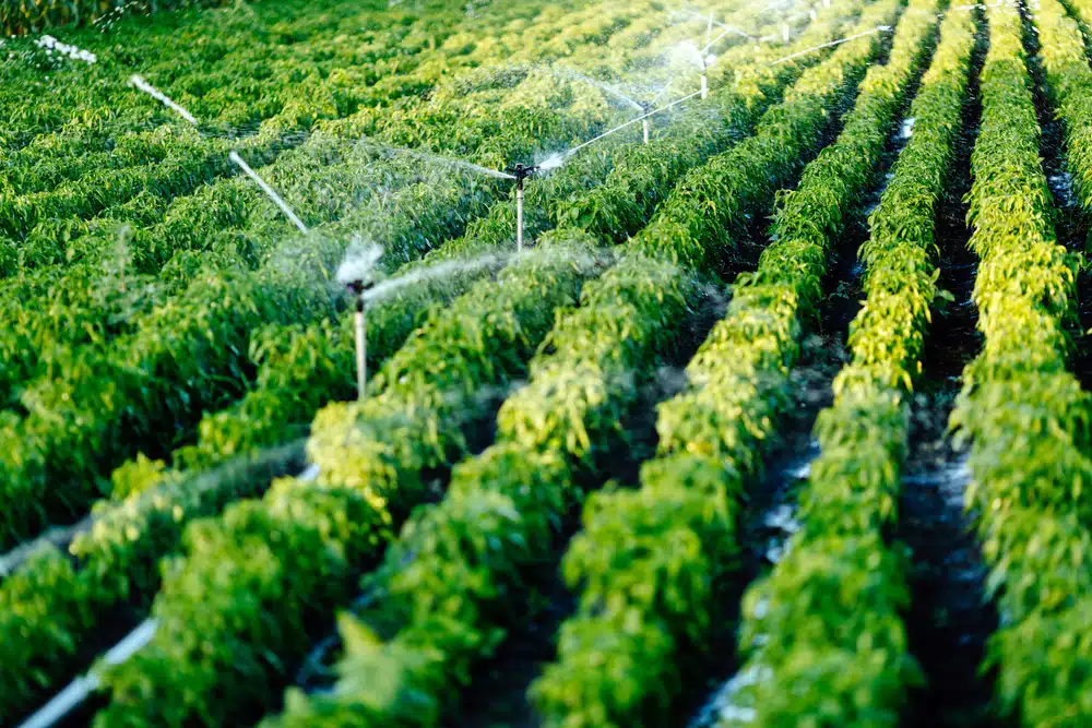 8 Effective Strategies for Water Conservation in Agriculture