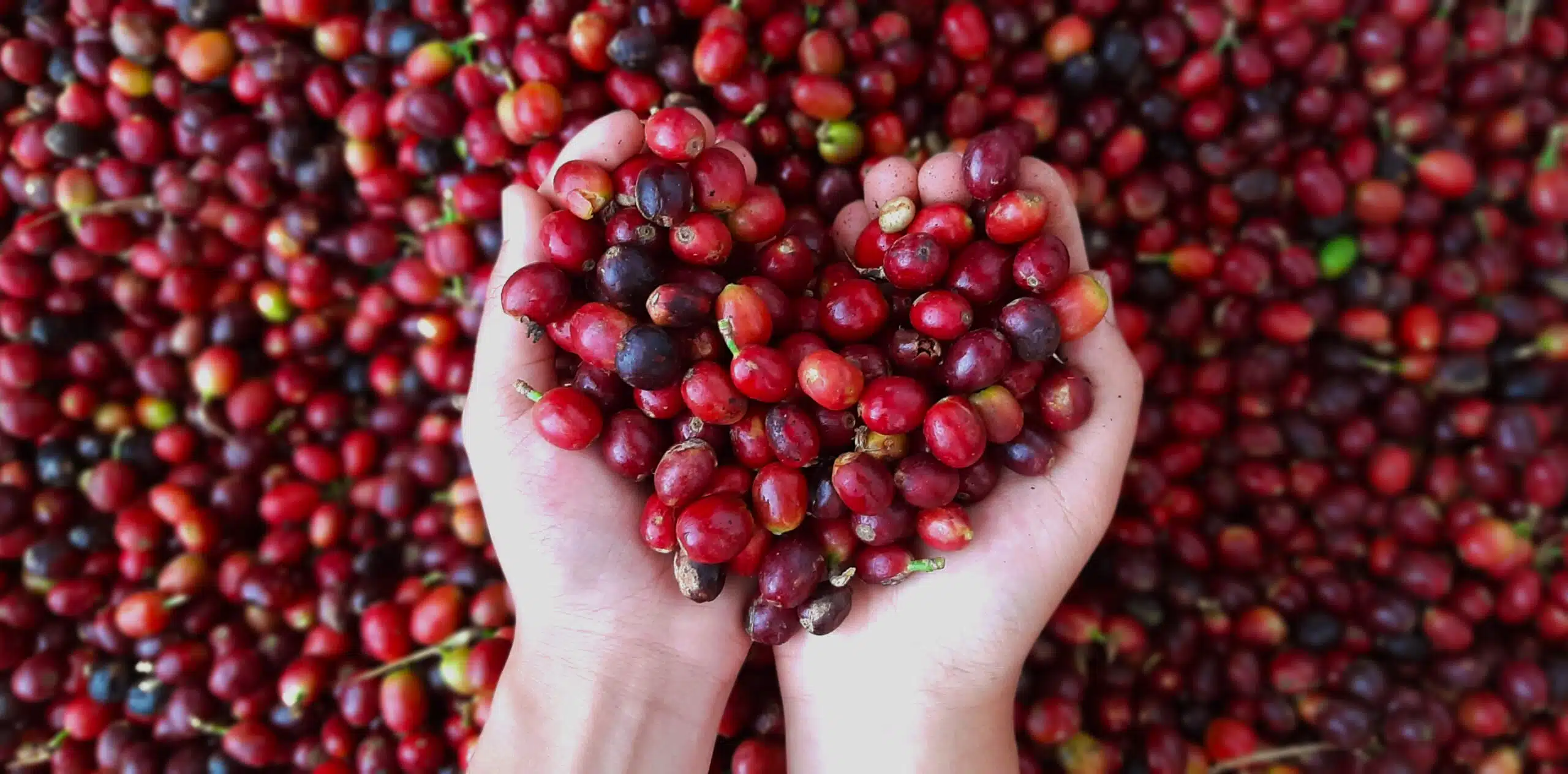 Hedcor Backs Bakun’s Growing Premium Coffee Industry